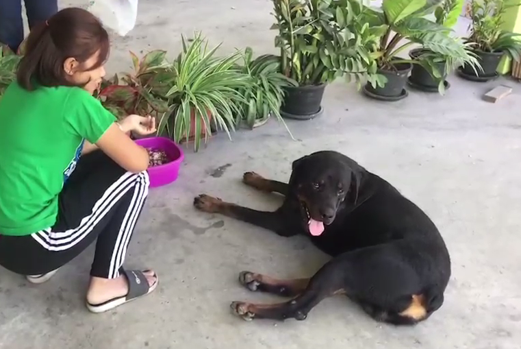 Dogilike.com :: ͧ ͹絪µҢͧ ͵ ŧҧ
