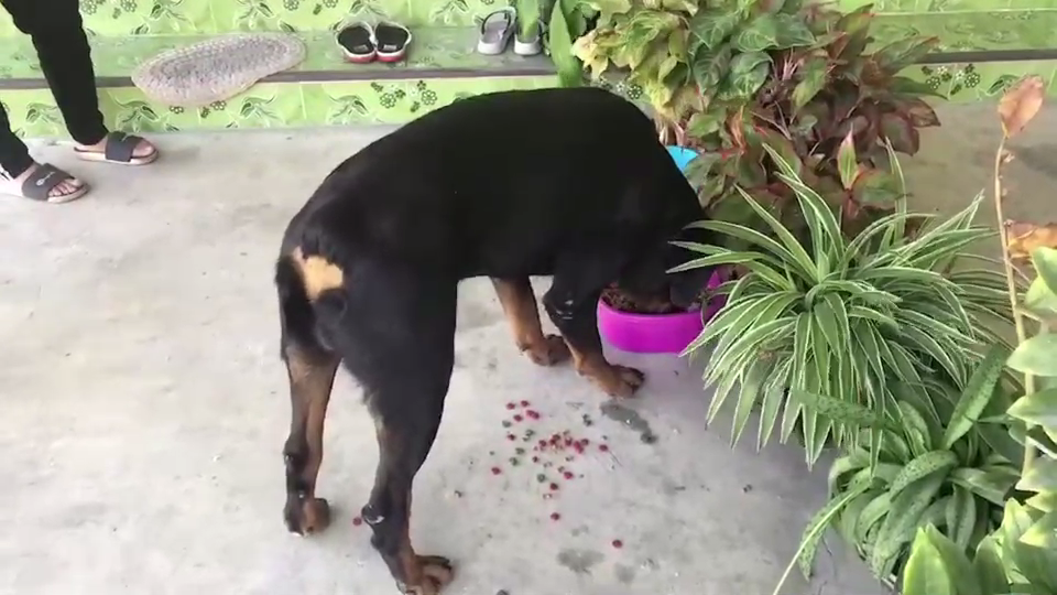 Dogilike.com :: ͧ ͹絪µҢͧ ͵ ŧҧ