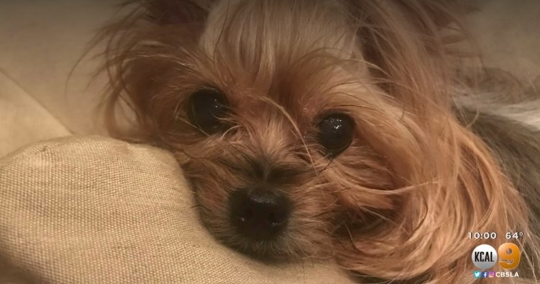 Dogilike.com :: Ңͧ ѡҹ觢ͧ¹ͧѺͧҺҴ!!