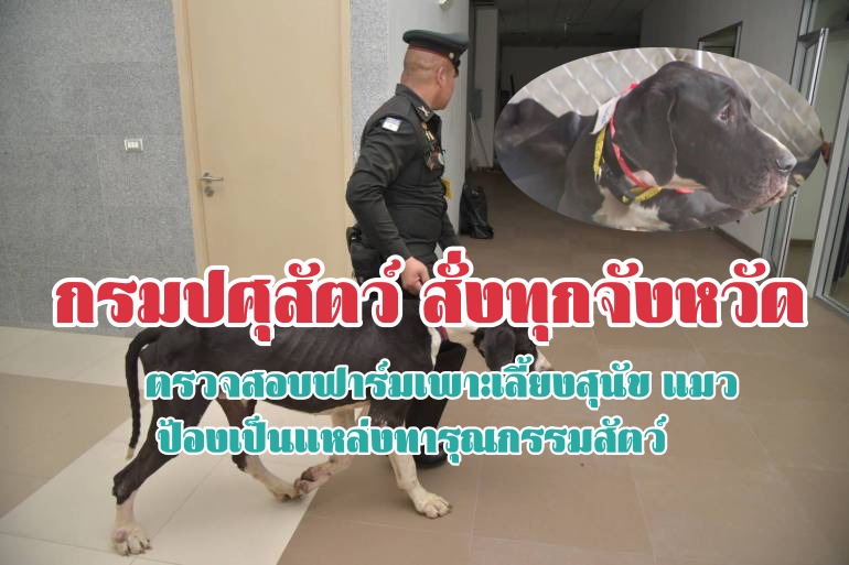 Dogilike.com :: ѵ觵Ǩ§- ǻ ͧѹ觷سѵ