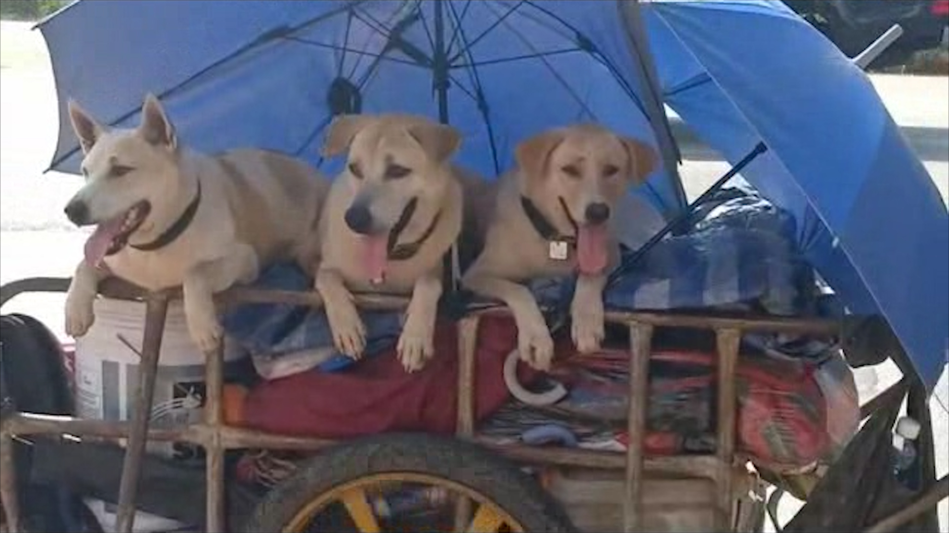 Dogilike.com :: ش ˹ 40 ԹҾҡд١ѡйͧ 3  ͡Թҧ