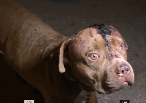 Dogilike.com :: ÷ӹͧ ... Ңͧ駤ͧⴹѹǫӡѹ֧ 3 
