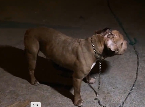 Dogilike.com :: ÷ӹͧ ... Ңͧ駤ͧⴹѹǫӡѹ֧ 3 