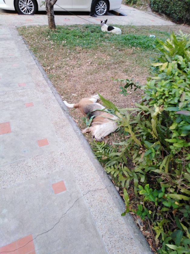 Dogilike.com :: طóҹʹͺѧ ˵ԴѴ- 