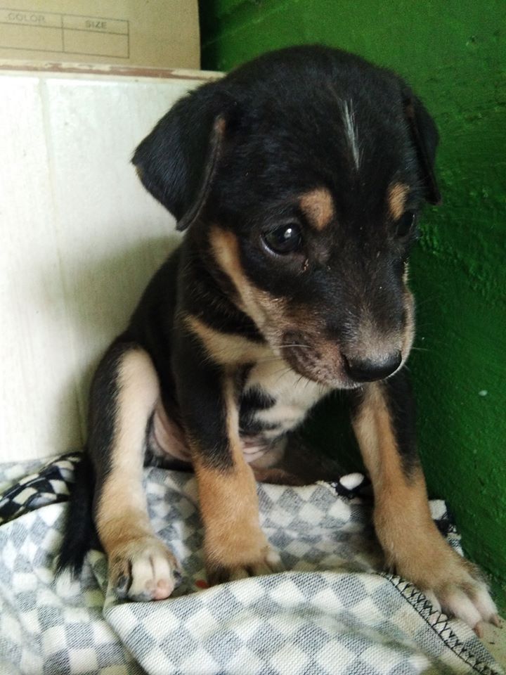 Dogilike.com :: ʹ ͹ҹӤҭ§١ ء¹´Ҷ֧㹺ҹ!!