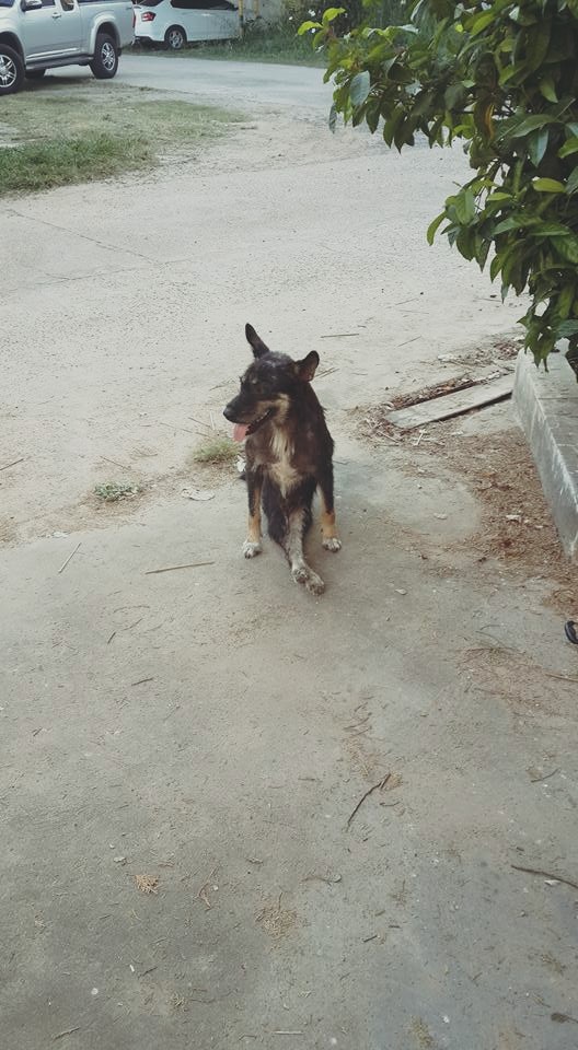 Dogilike.com :: شзѺ ͧҢҾԡõǹáѺйͧԹ 