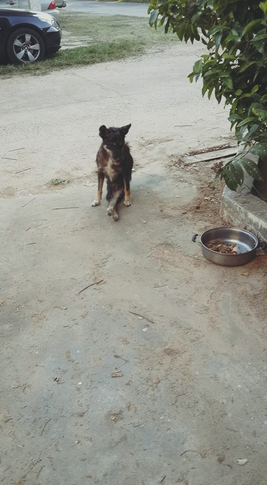 Dogilike.com :: شзѺ ͧҢҾԡõǹáѺйͧԹ 