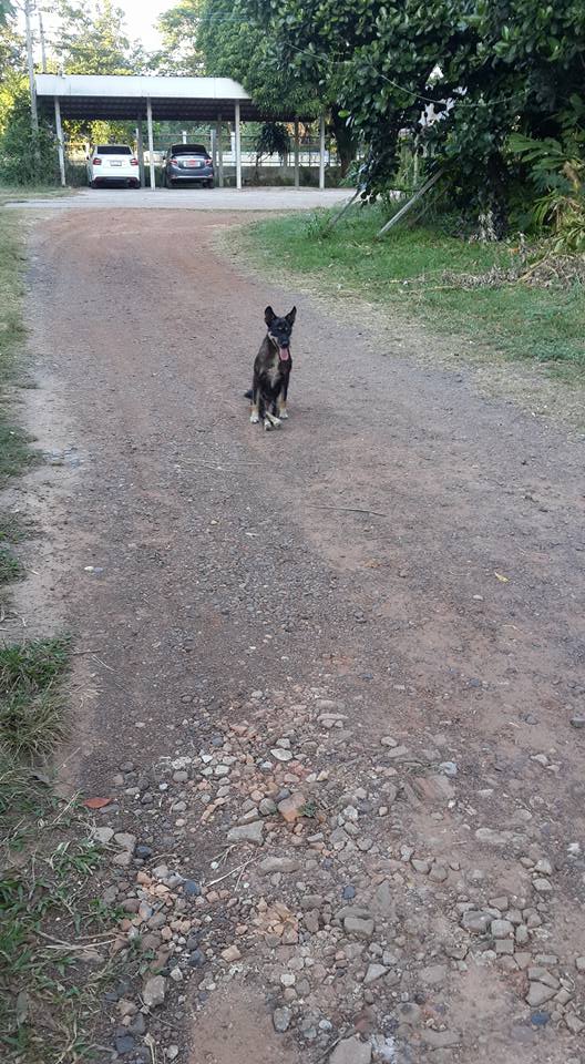 Dogilike.com :: شзѺ ͧҢҾԡõǹáѺйͧԹ 