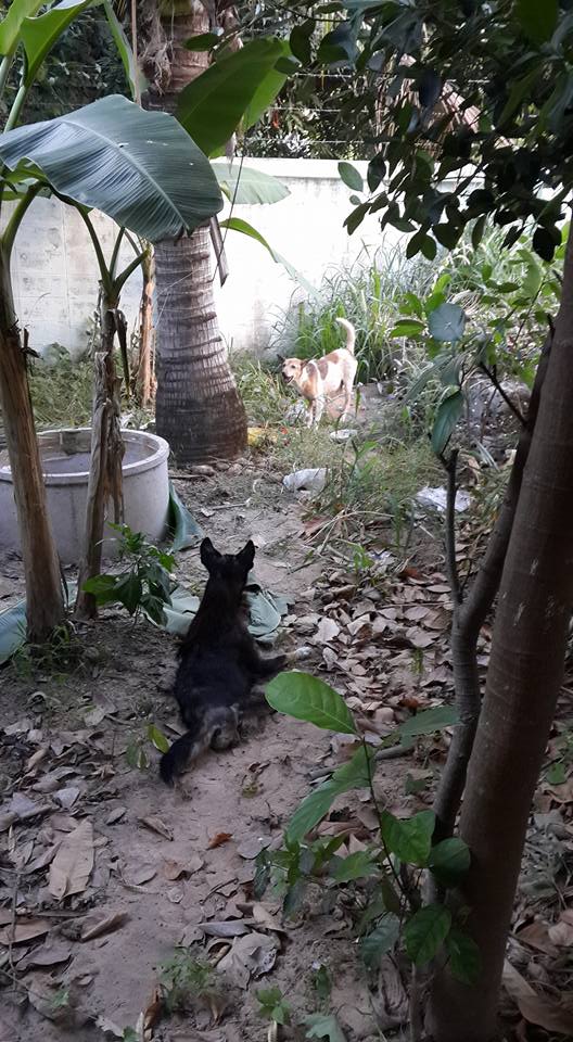 Dogilike.com :: شзѺ ͧҢҾԡõǹáѺйͧԹ 