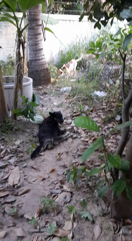 Dogilike.com :: شзѺ ͧҢҾԡõǹáѺйͧԹ 