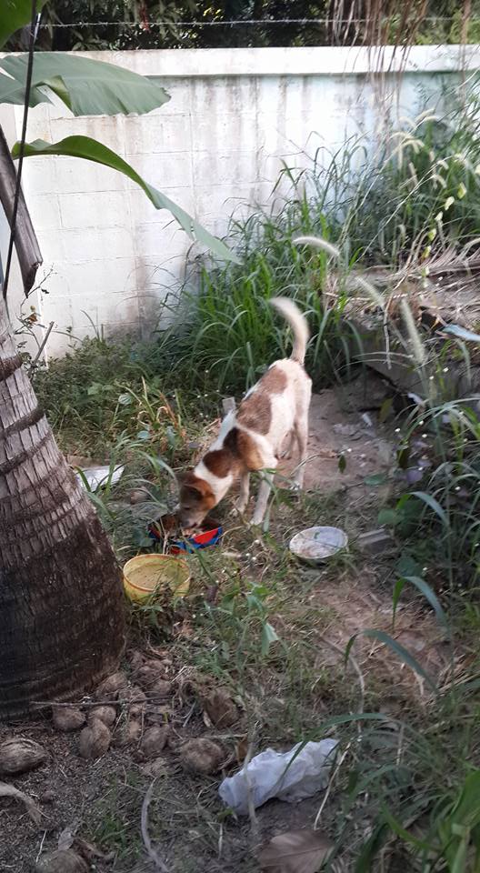 Dogilike.com :: شзѺ ͧҢҾԡõǹáѺйͧԹ 