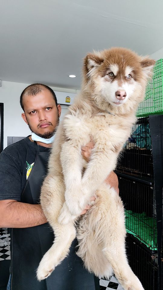 Dogilike.com :: ҧ ... ҧͻʵشҺ硫ѡѡ ѧͧҺ١ʡѹѡ