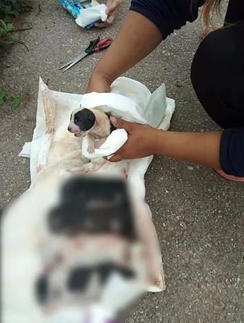Dogilike.com :: ҷͧⴹö 㨴յѴԹ㨪١ʹ 1 Ե