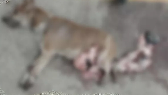 Dogilike.com :: ҷͧⴹö 㨴յѴԹ㨪١ʹ 1 Ե