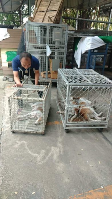 Dogilike.com :: ѡѵͧ ȺŻҡԧź 3 ѹѧ