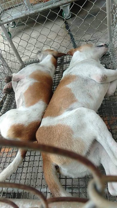 Dogilike.com :: ѡѵͧ ȺŻҡԧź 3 ѹѧ