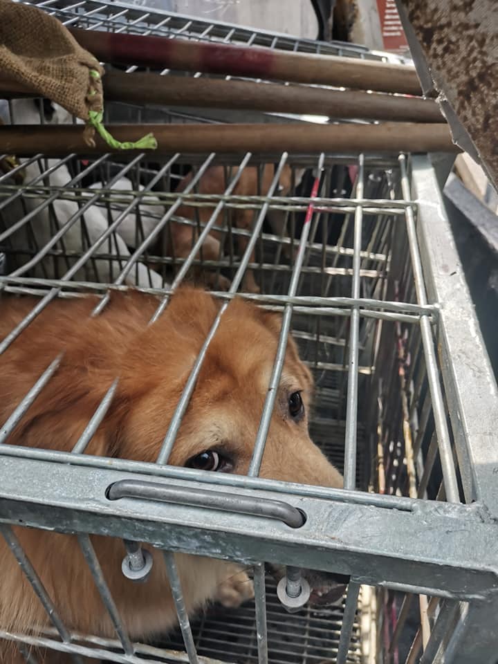 Dogilike.com :: ѡѹ ... Ңͧ¡ࢵҨѺ价駷ѧ͡