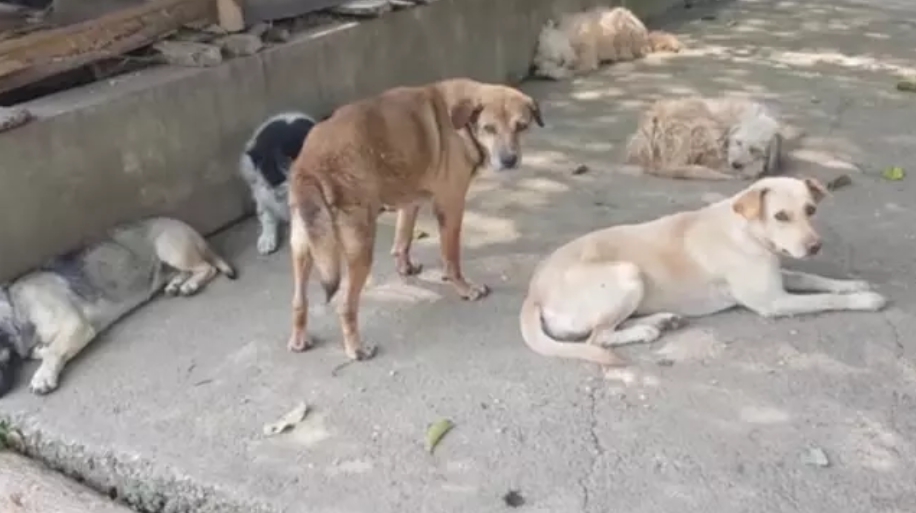 Dogilike.com :: ѴǹӻҧạѺ  ͹