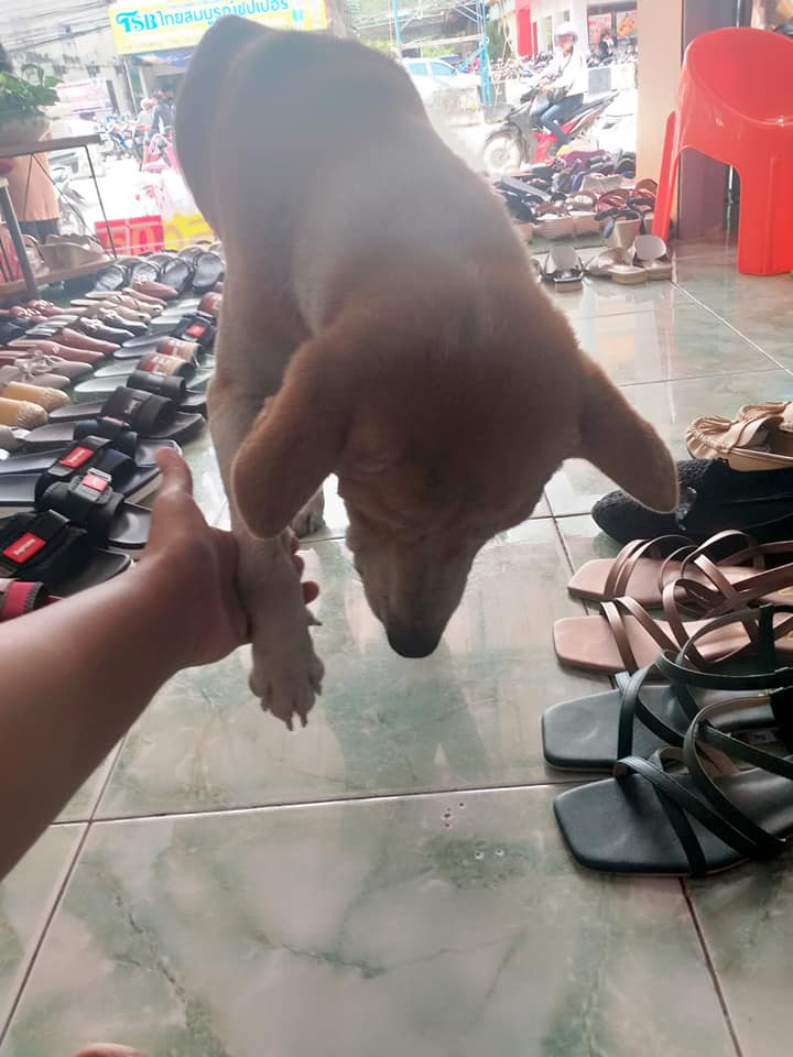 Dogilike.com :: ͧҨúҴ纵ͺ᷹˭ԧ㨴շŨ ¡ҹ