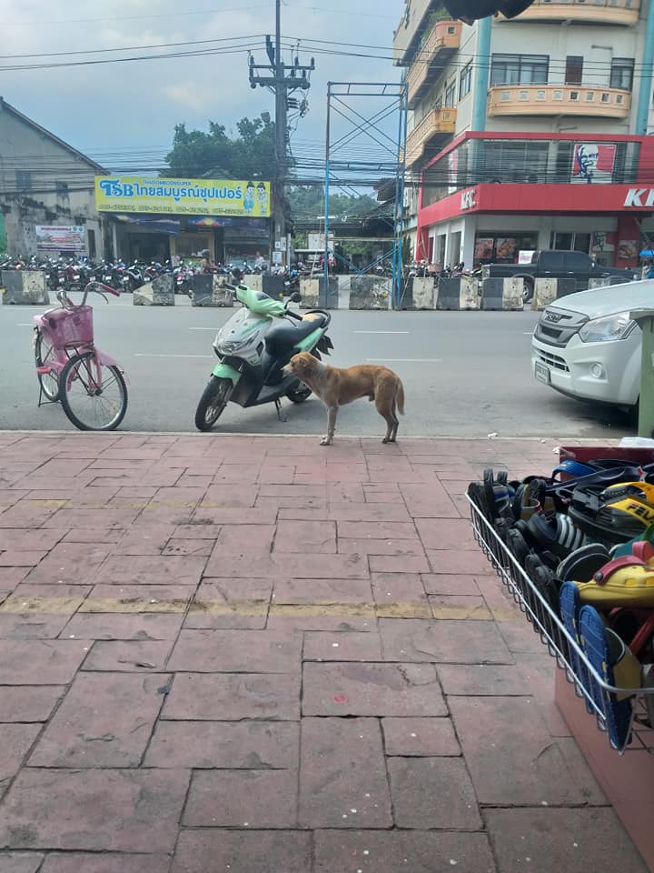 Dogilike.com :: ͧҨúҴ纵ͺ᷹˭ԧ㨴շŨ ¡ҹ