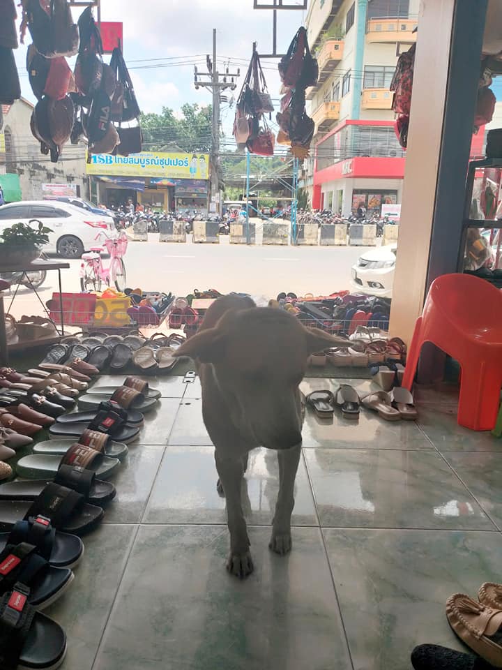 Dogilike.com :: ͧҨúҴ纵ͺ᷹˭ԧ㨴շŨ ¡ҹ