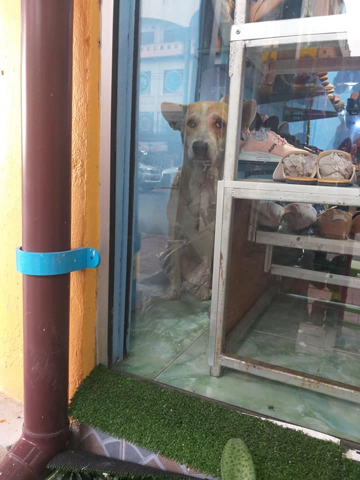 Dogilike.com :: ͧҨúҴ纵ͺ᷹˭ԧ㨴շŨ ¡ҹ