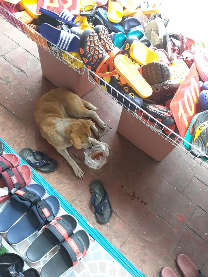 Dogilike.com :: ͧҨúҴ纵ͺ᷹˭ԧ㨴շŨ ¡ҹ