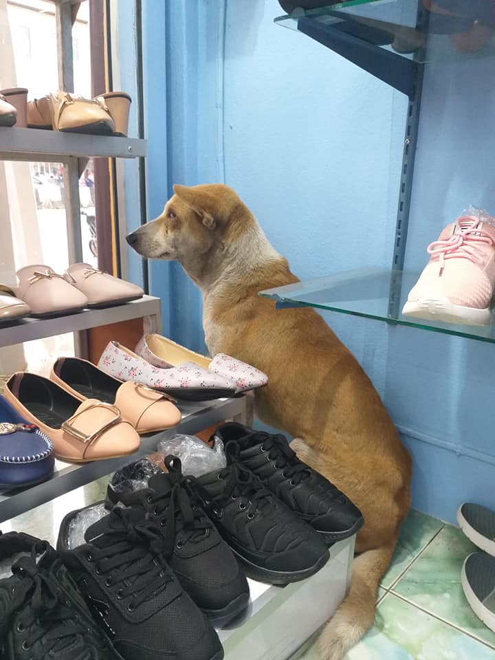 Dogilike.com :: ͧҨúҴ纵ͺ᷹˭ԧ㨴շŨ ¡ҹ