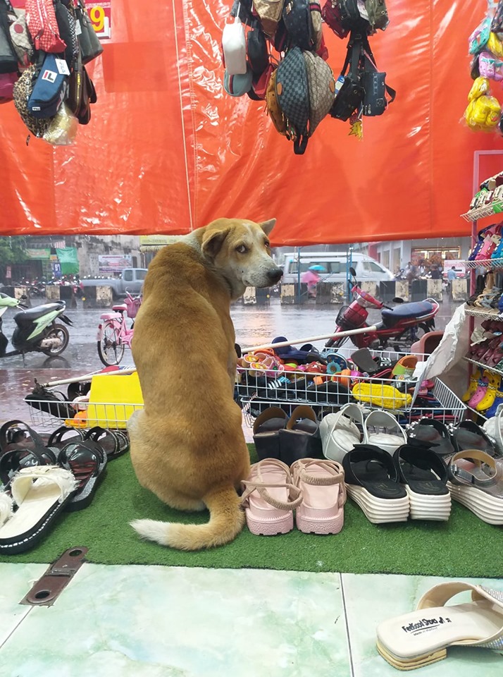 Dogilike.com :: ͧҨúҴ纵ͺ᷹˭ԧ㨴շŨ ¡ҹ