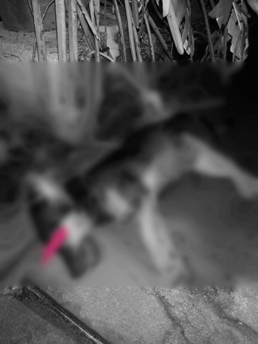 Dogilike.com :: ѹ ͧعѢ١ҧ ҹ§ⴹẺǡѹ