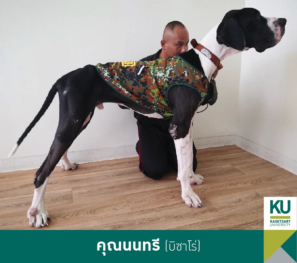 Dogilike.com :: ǧ Ҫҹ 13 ÷ഹ 繡͡㹻
