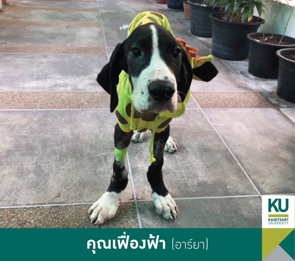 Dogilike.com :: ǧ Ҫҹ 13 ÷ഹ 繡͡㹻