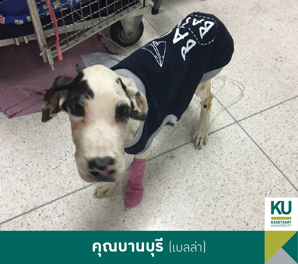 Dogilike.com :: ǧ Ҫҹ 13 ÷ഹ 繡͡㹻