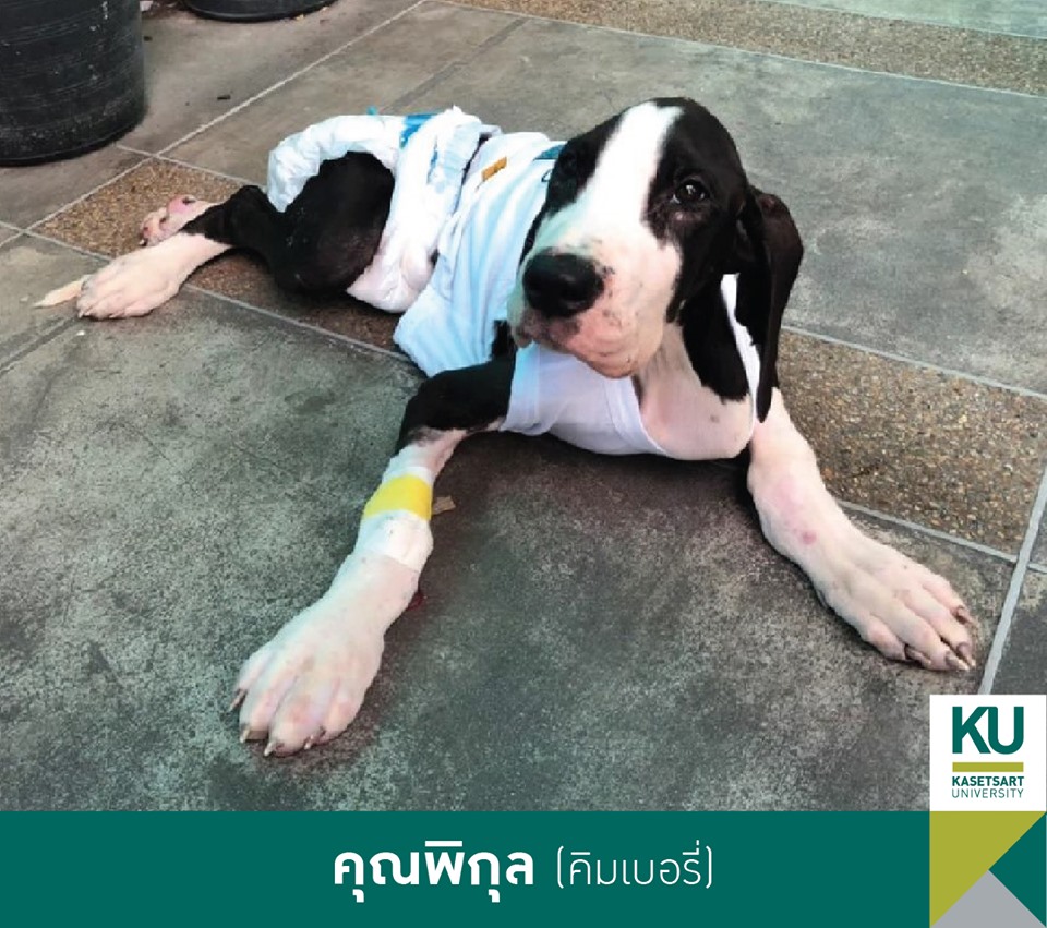 Dogilike.com :: ǧ Ҫҹ 13 ÷ഹ 繡͡㹻