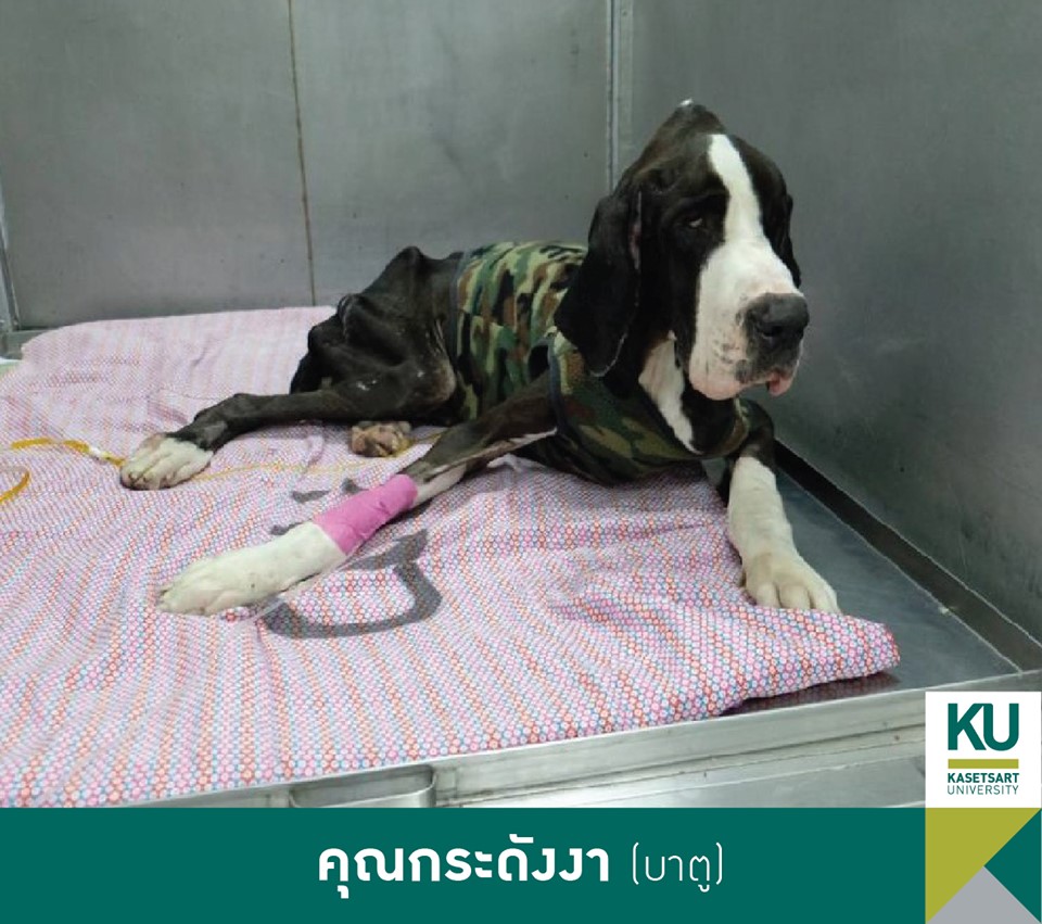 Dogilike.com :: ǧ Ҫҹ 13 ÷ഹ 繡͡㹻