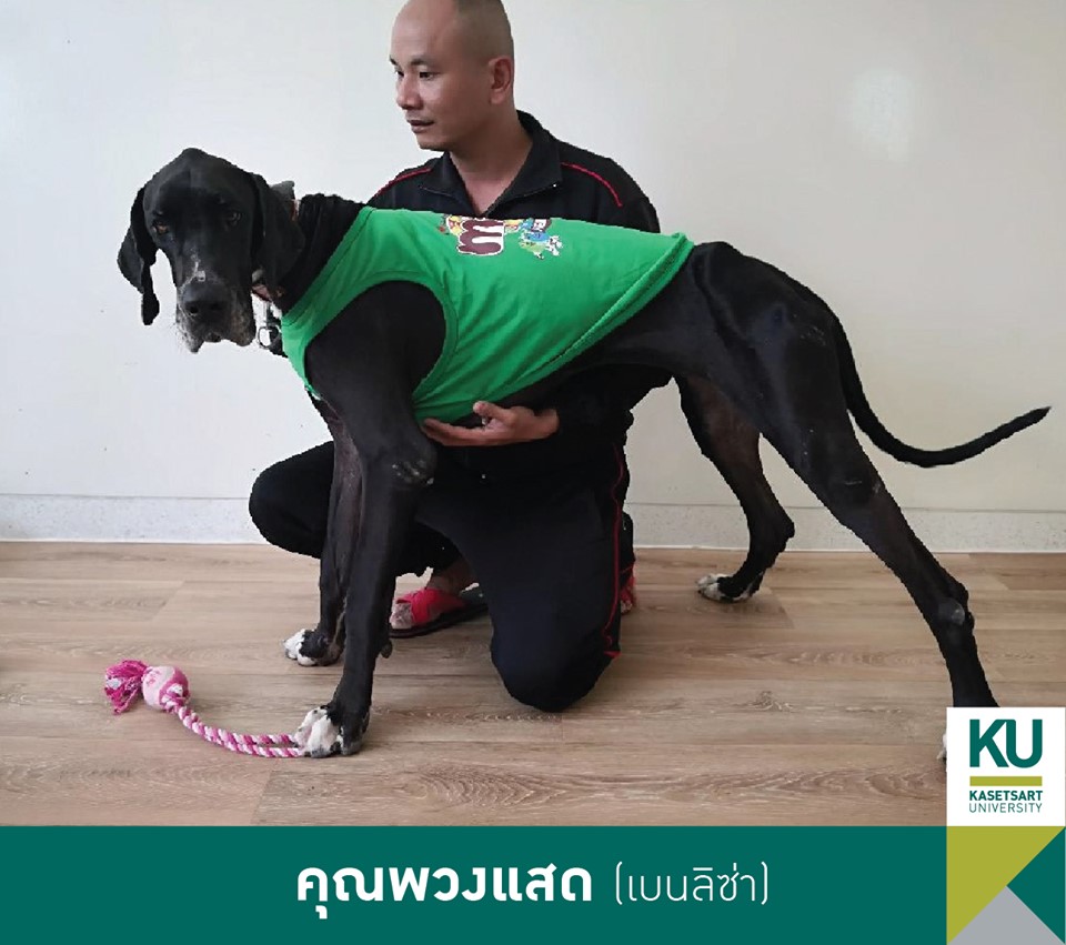 Dogilike.com :: ǧ Ҫҹ 13 ÷ഹ 繡͡㹻