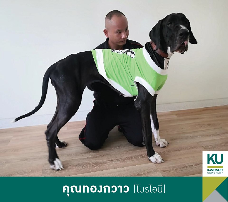 Dogilike.com :: ǧ Ҫҹ 13 ÷ഹ 繡͡㹻
