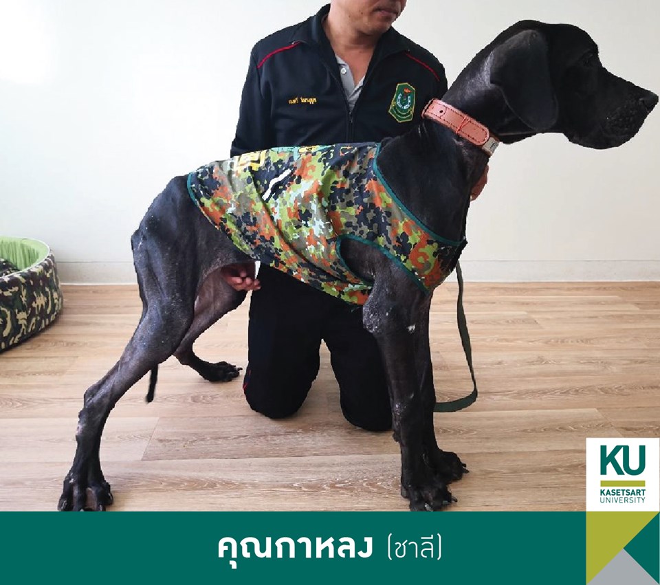 Dogilike.com :: ǧ Ҫҹ 13 ÷ഹ 繡͡㹻