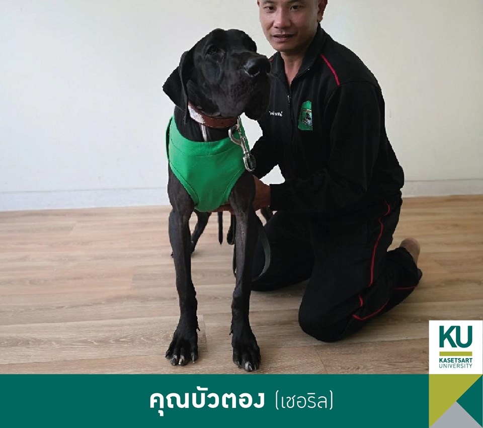 Dogilike.com :: ǧ Ҫҹ 13 ÷ഹ 繡͡㹻