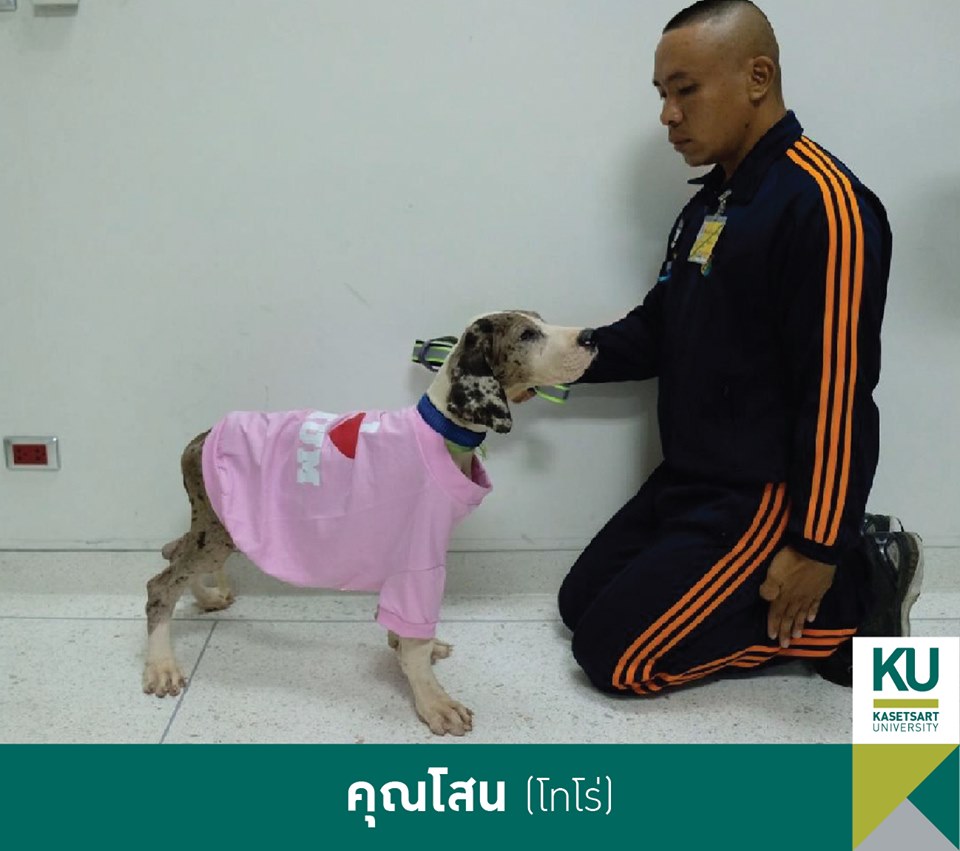 Dogilike.com :: ǧ Ҫҹ 13 ÷ഹ 繡͡㹻