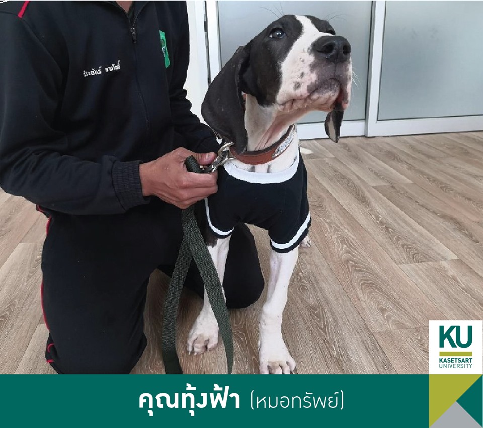 Dogilike.com :: ǧ Ҫҹ 13 ÷ഹ 繡͡㹻