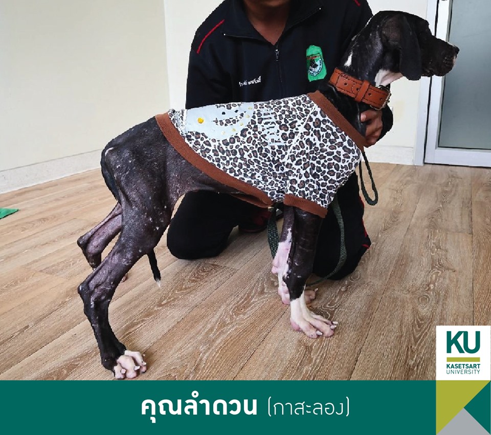 Dogilike.com :: ǧ Ҫҹ 13 ÷ഹ 繡͡㹻