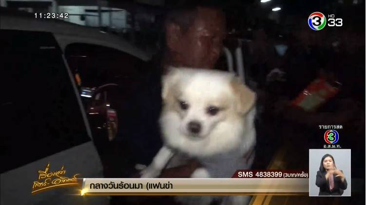 Dogilike.com :: ҢͧԴͧ¹ͧö Ѻö͡ ͧ¡Ҫ!!!
