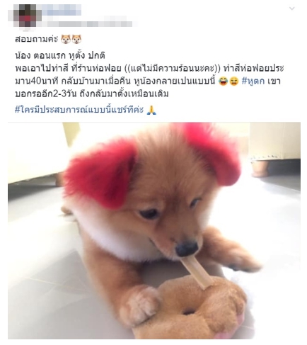 Dogilike.com :: เตือนภัยคนชอบทำสีขนให้น้องหมา ... พาน้องปอมไปทำสี - แพ้สีจนหูขาด!