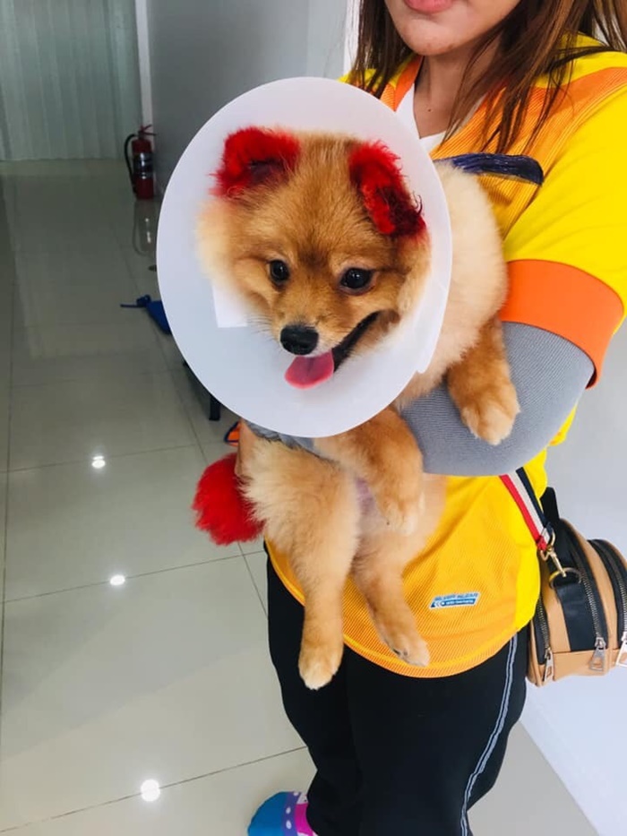 Dogilike.com :: เตือนภัยคนชอบทำสีขนให้น้องหมา ... พาน้องปอมไปทำสี - แพ้สีจนหูขาด!