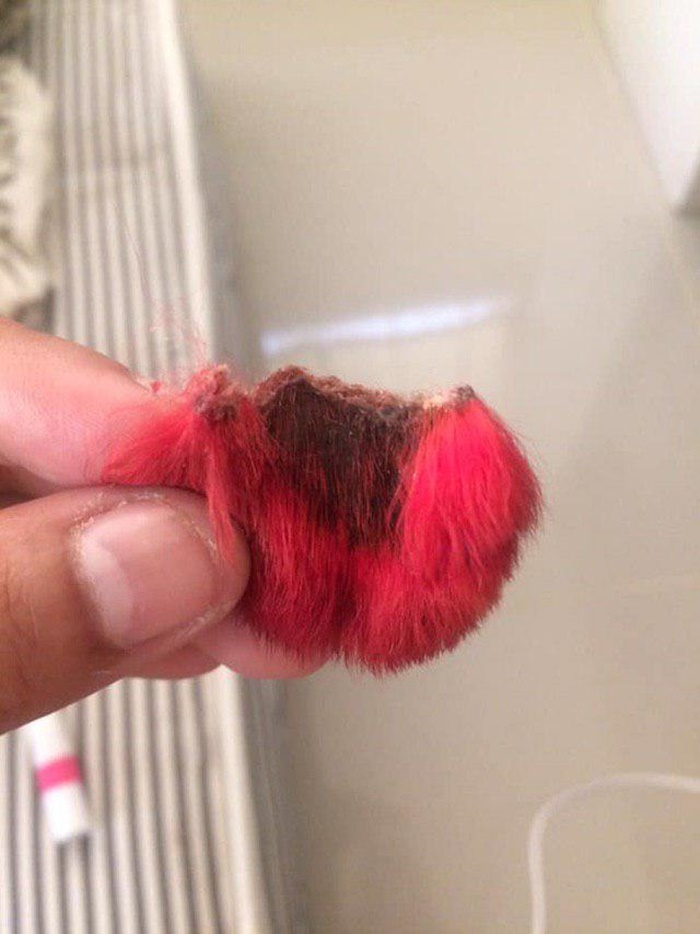 Dogilike.com :: เตือนภัยคนชอบทำสีขนให้น้องหมา ... พาน้องปอมไปทำสี - แพ้สีจนหูขาด!