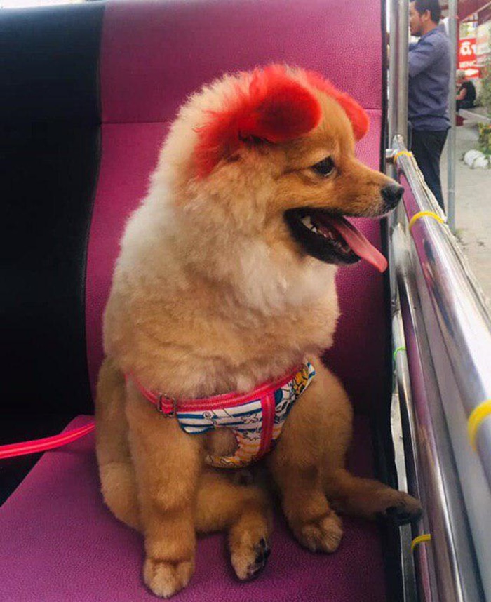 Dogilike.com :: เตือนภัยคนชอบทำสีขนให้น้องหมา ... พาน้องปอมไปทำสี - แพ้สีจนหูขาด!