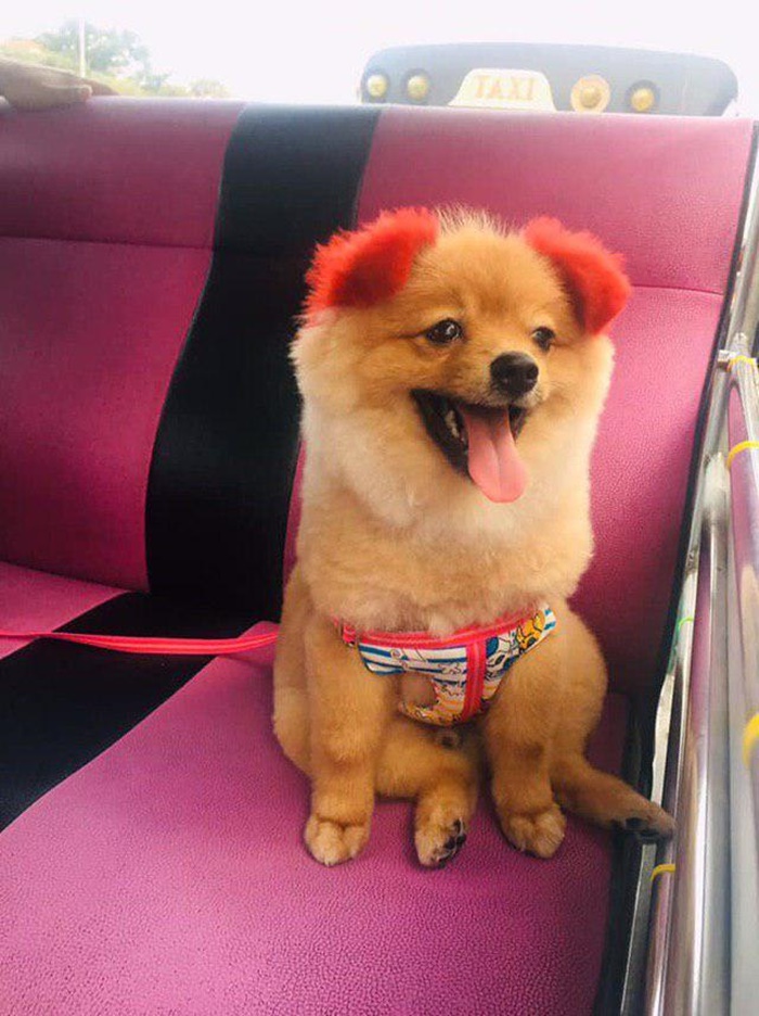 Dogilike.com :: เตือนภัยคนชอบทำสีขนให้น้องหมา ... พาน้องปอมไปทำสี - แพ้สีจนหูขาด!