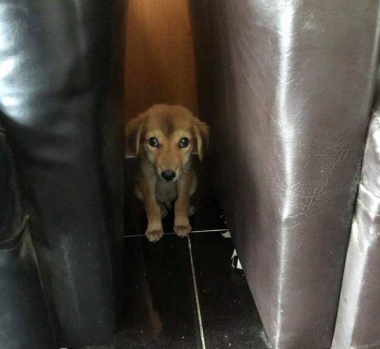 Dogilike.com :: ͺ ... ŷ㨴 Ѻ§١ҷҡͧѹ 