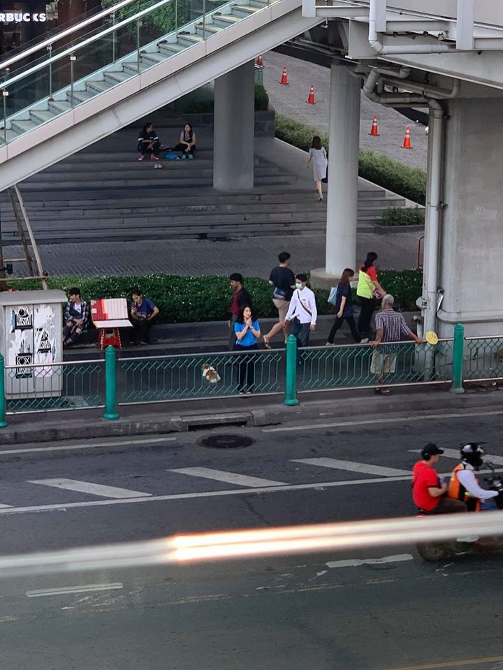 Dogilike.com ::  ʵاҹͧҢͷҹ˹ҧѧ 